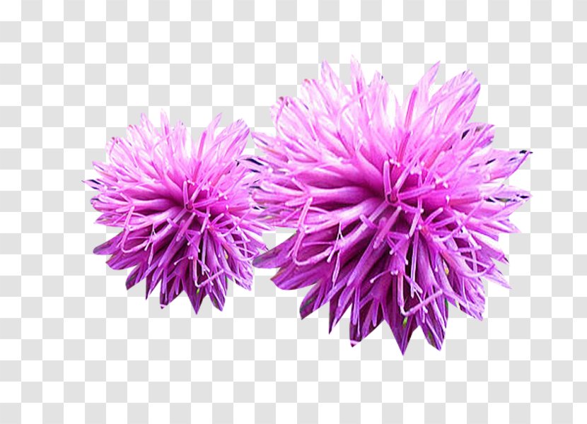 Milk Thistle - Flowering Plant - Two Powder Picture Material Transparent PNG
