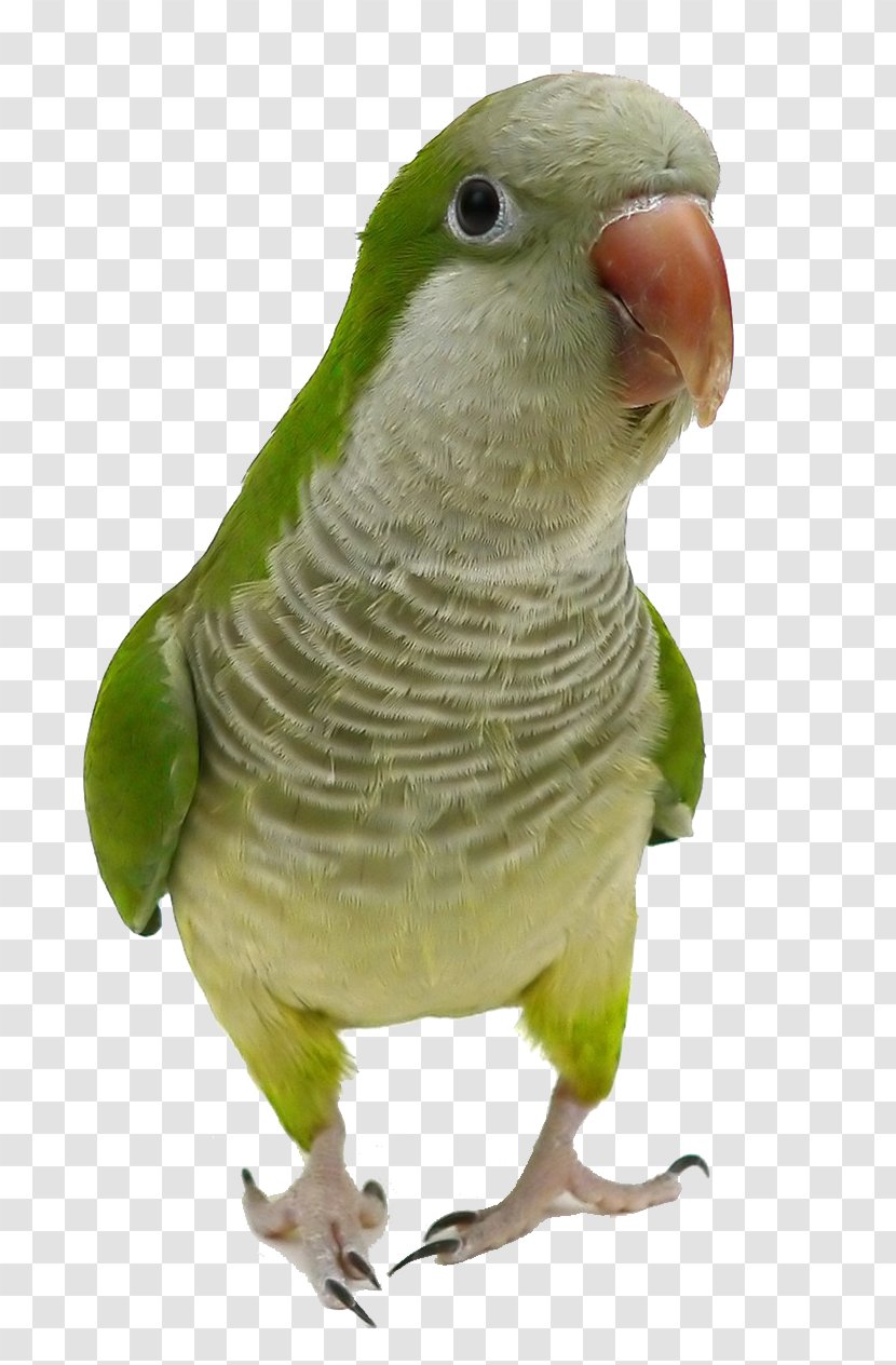 Monk Parakeet Parrot Bird Cockatiel Pet - Beak - Close-up Transparent PNG