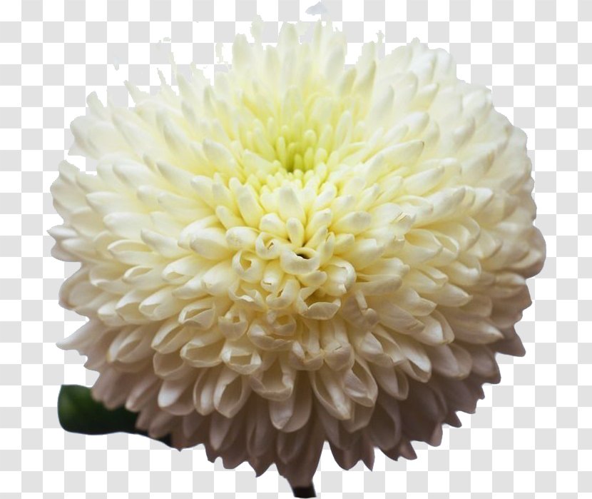 Warsaw Hermes Bloemen Chrysanthemum - Chrysanths - White Group Transparent PNG