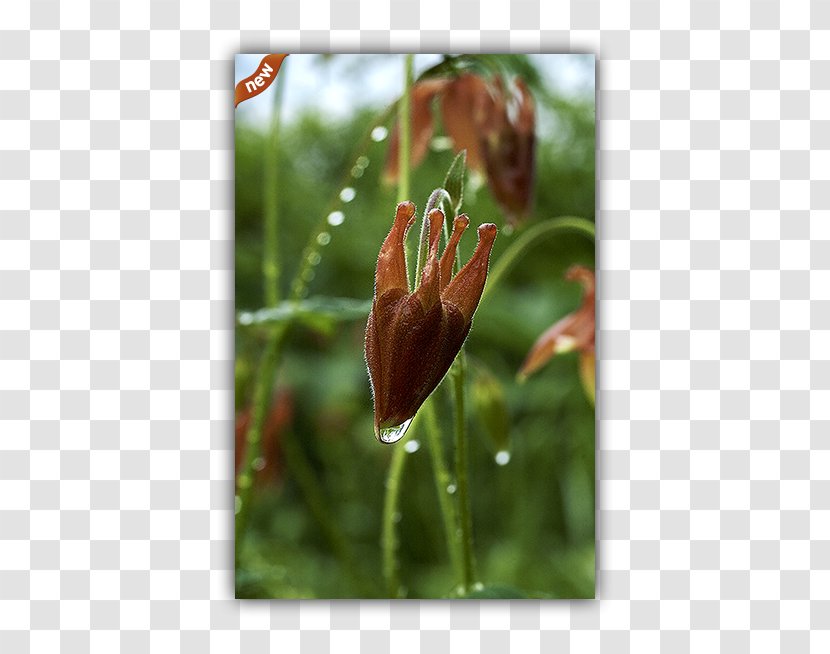 Tulip Fritillaries Petal Plant Stem Wildflower - Bud - Hanging Bell Transparent PNG