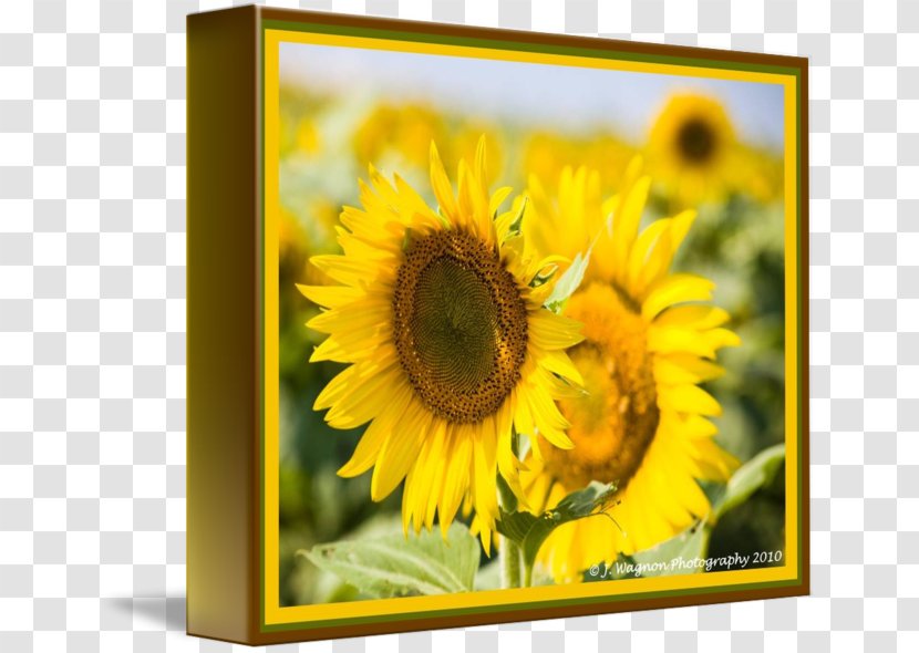 Gallery Wrap Picture Frames Canvas Art Sunflower M - Bokeh - 3D Transparent PNG