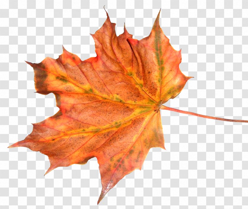 Leaf Autumn Tree Feuille Morte - Texture Transparent PNG