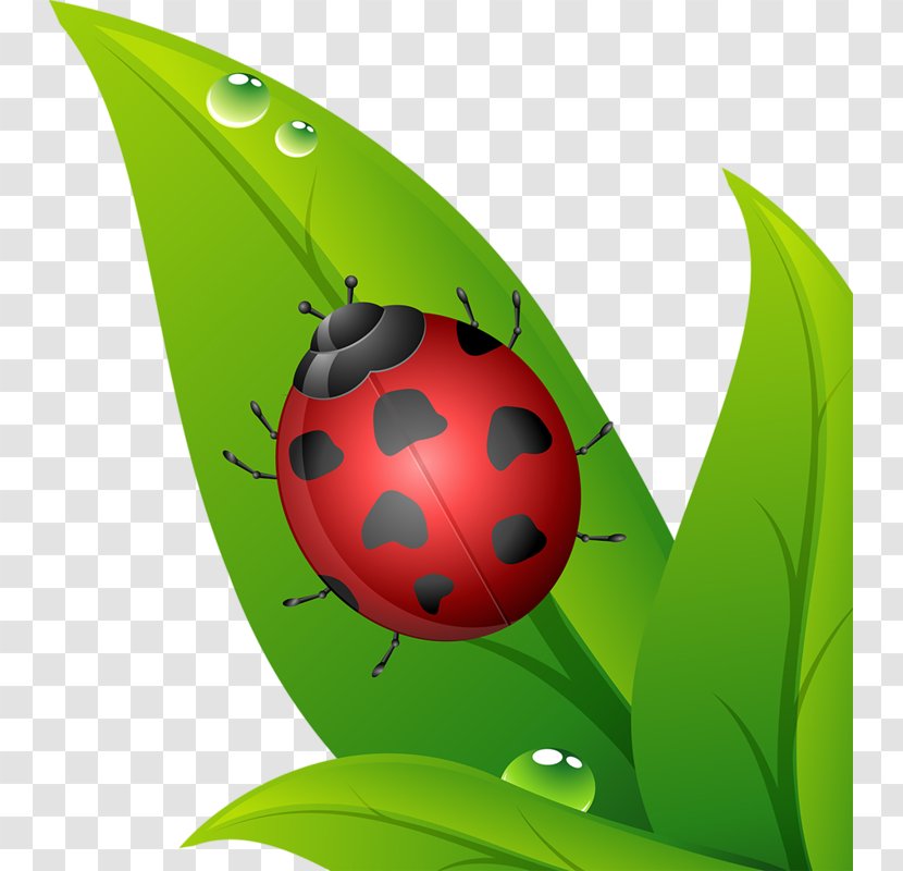 Cartoon Plant Illustration - Ladybug Transparent PNG