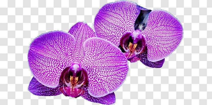 Moth Orchids Violet Family - Flower - Orchide Transparent PNG