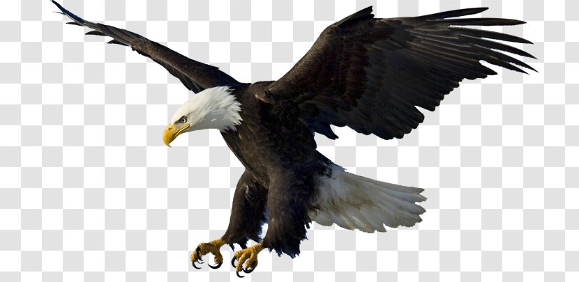 Bald Eagle Drawing Clip Art - Royaltyfree - Introduction Transparent PNG