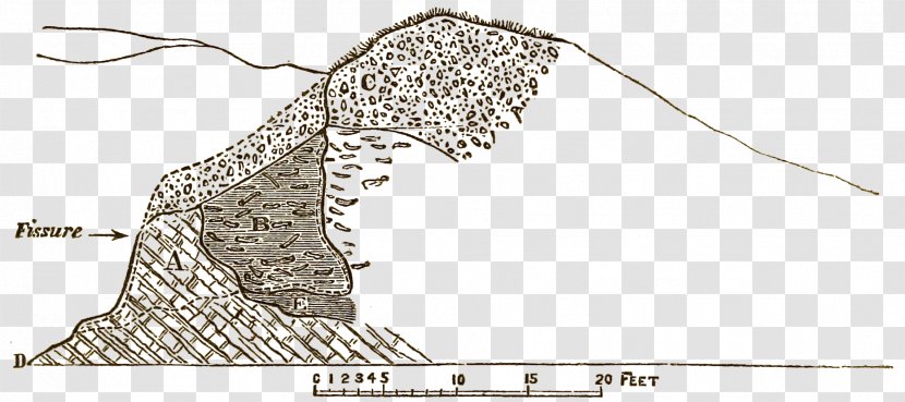 Mammal Shoe Drawing /m/02csf Line Art - Neck - Pathological Society Of London Transparent PNG