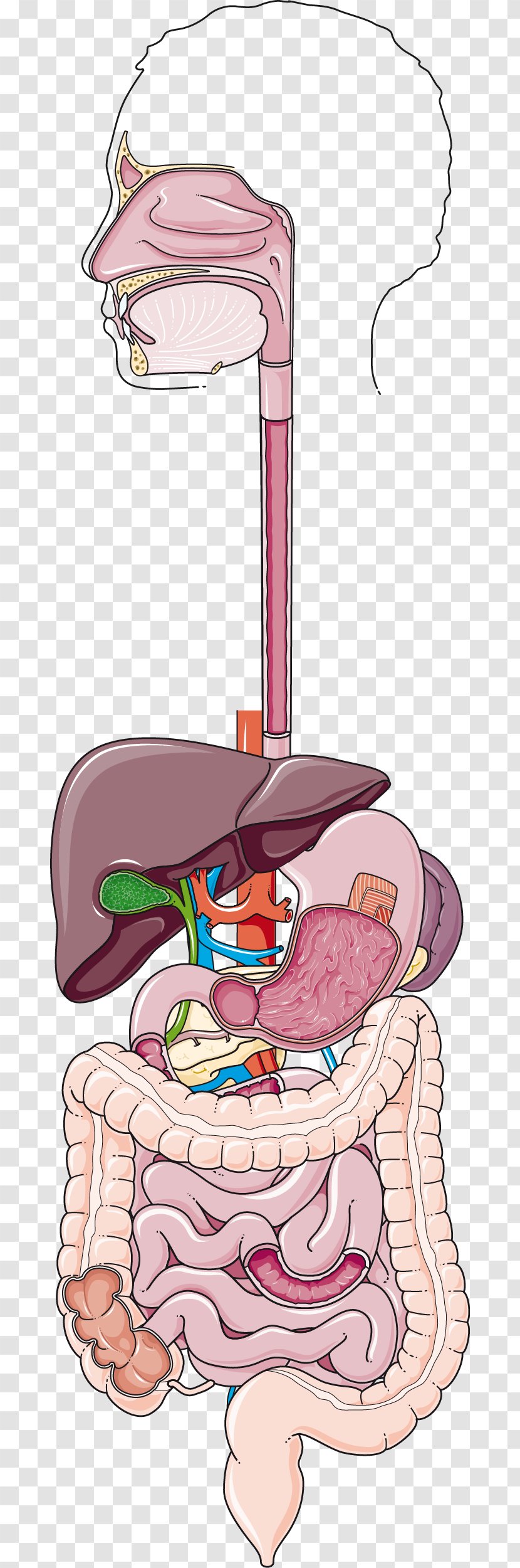 Gastroenterology Human Digestive System Colon Crohn's Disease Servier Medical - Silhouette - Frame Transparent PNG