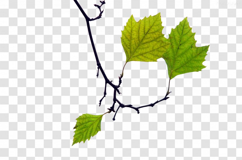 Leaf Green Twig Plant - Resource Transparent PNG