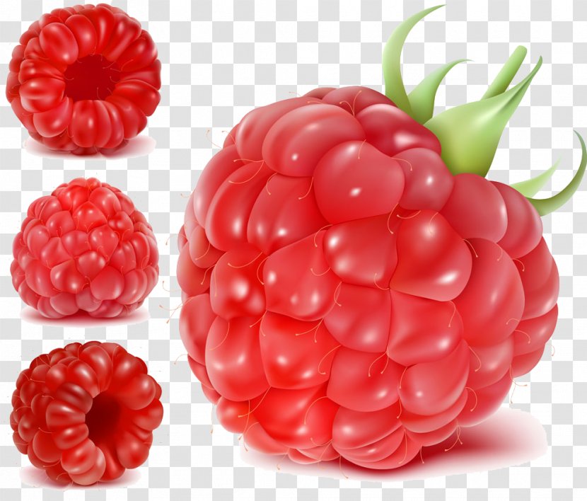 Frutti Di Bosco Raspberry Fruit Euclidean Vector Clip Art Transparent PNG