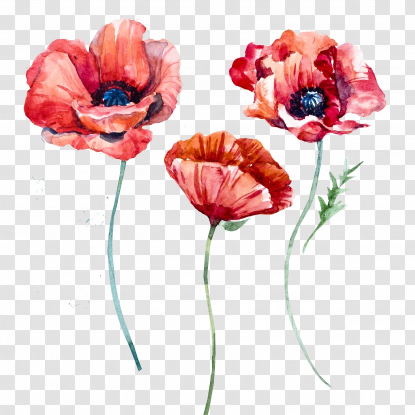 Poppy Flowers - Coquelicot - Watercolor Poppies Transparent PNG