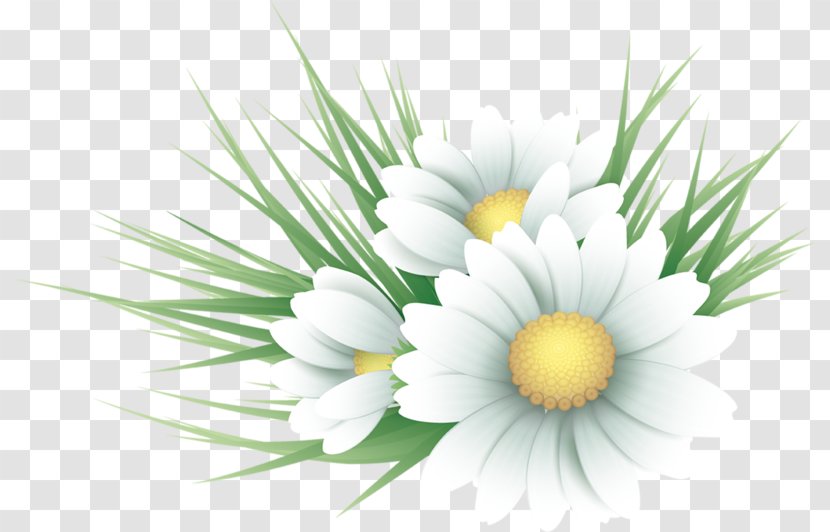 Roman Chamomile Vector Graphics Oxeye Daisy - Aster - Grass Transparent PNG