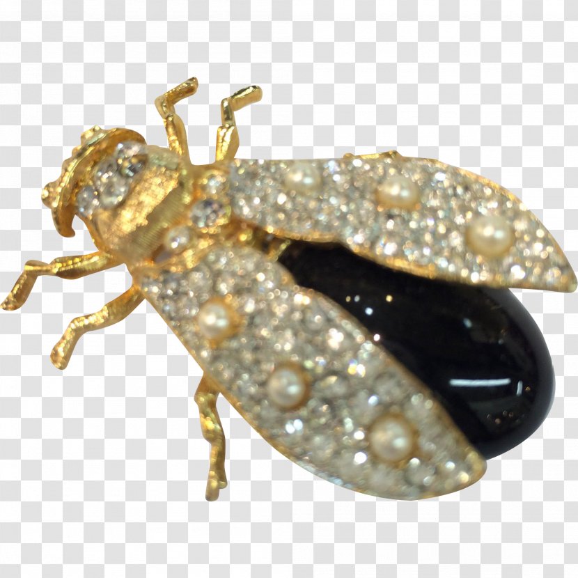 Weevil Insect Brooch True Bugs - Jewellery Transparent PNG