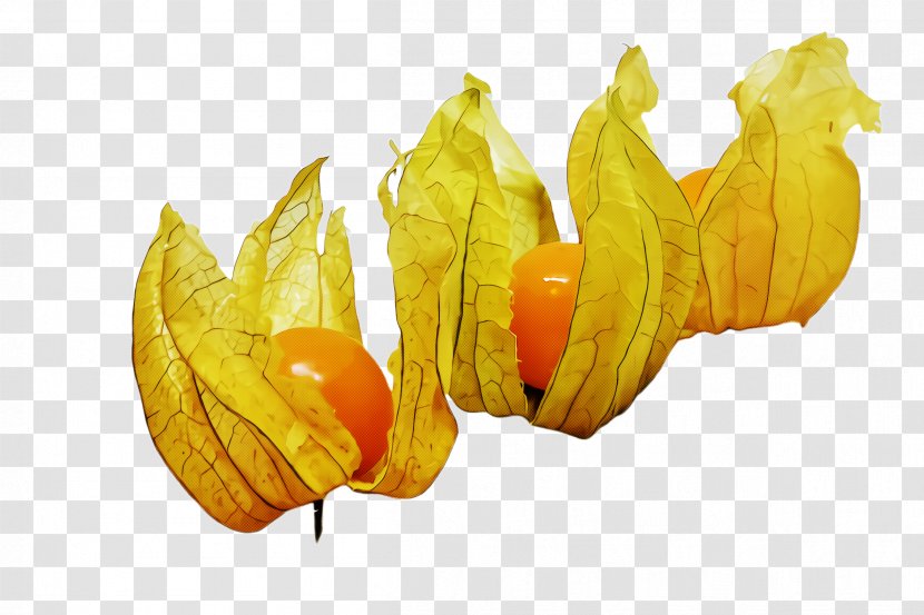 Yellow Peruvian Groundcherry Leaf Plant Starfruit - Food Fruit Transparent PNG