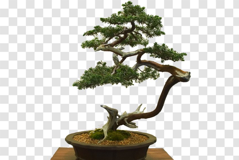 Sageretia Theezans Literati Style Penjing: Chinese Bonsai Masterworks Flowerpot Tree Transparent PNG