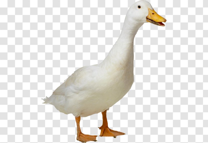 Duck American Pekin - Poultry - 9 Transparent PNG