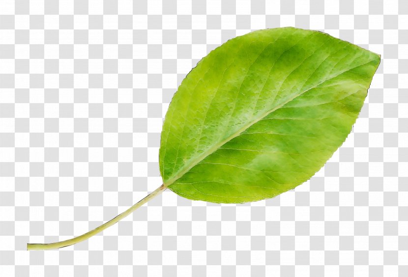 Leaf Park Hotel Villa Fiorita Plant Stem Image - Synonym - Veneto Transparent PNG