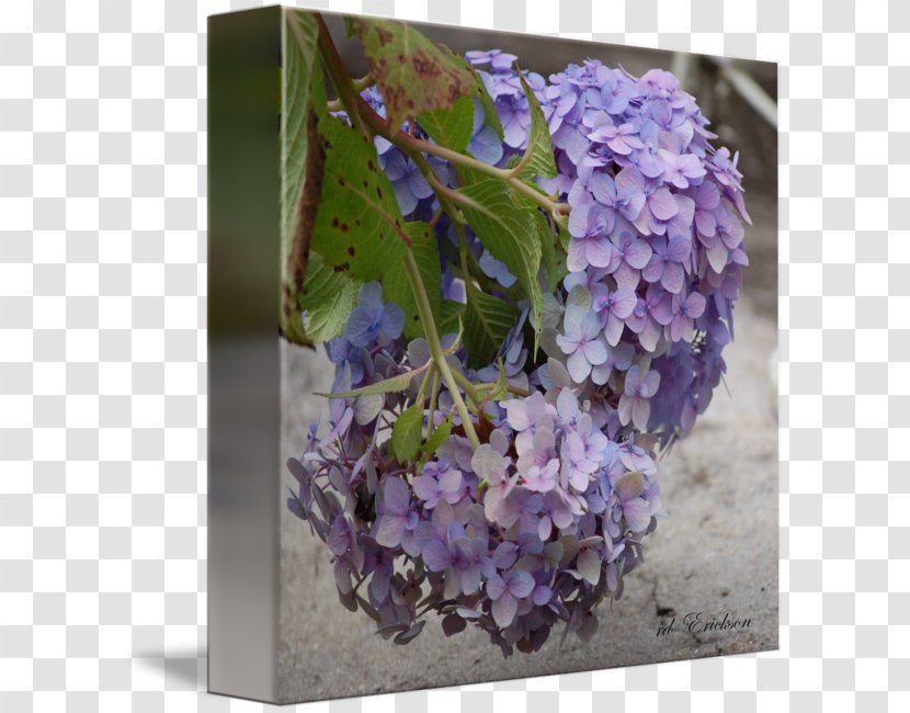 Hydrangea Lilac Lavender Violet Purple - Flower Transparent PNG