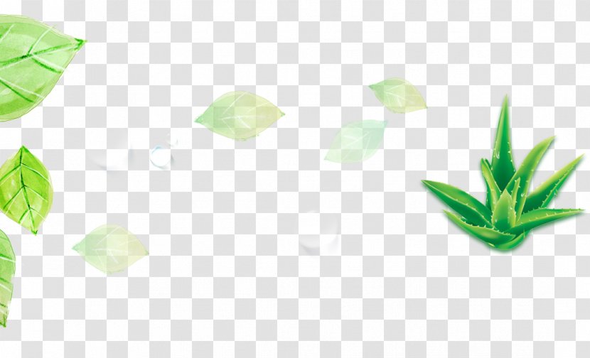 Leaf Aloe Designer - Plant - Add Green Leaves Transparent PNG