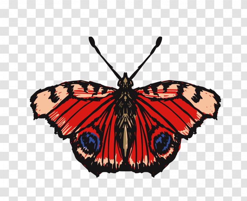 Insect Drawing Illustration - Symmetry - Butterfly Transparent PNG