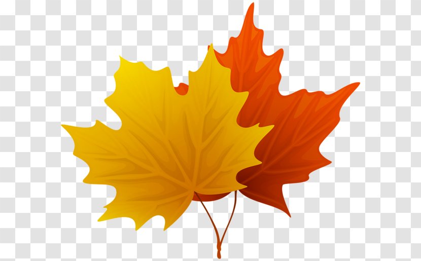 Maple Leaf Clip Art - Orange - Fall Transparent PNG