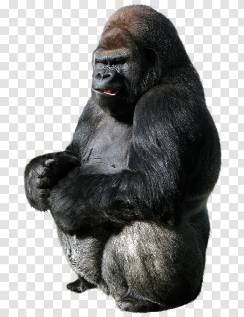 Gorilla Ape Transparent PNG