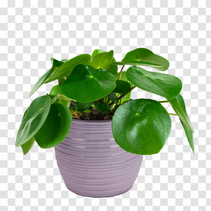 Flowerpot Leaf Flower Houseplant Plant Transparent PNG