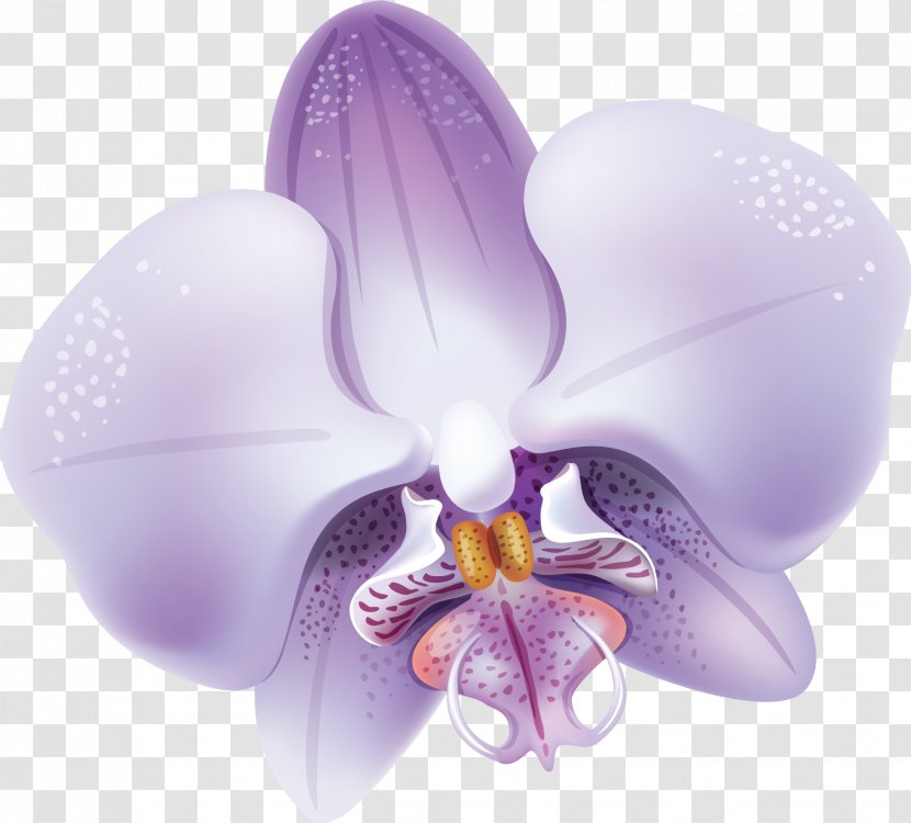 Moth Orchids Flower Violet Clip Art - Orchid Transparent PNG