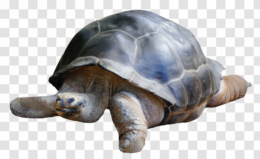 Boxer Dobermann Tortoise Transparent PNG