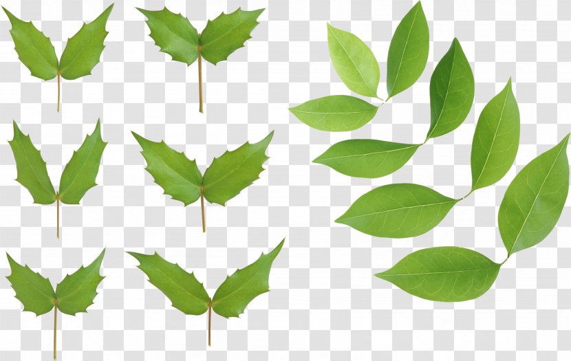 Leaf Ligustrum Lucidum - Grass - Green Leaves Picture Transparent PNG