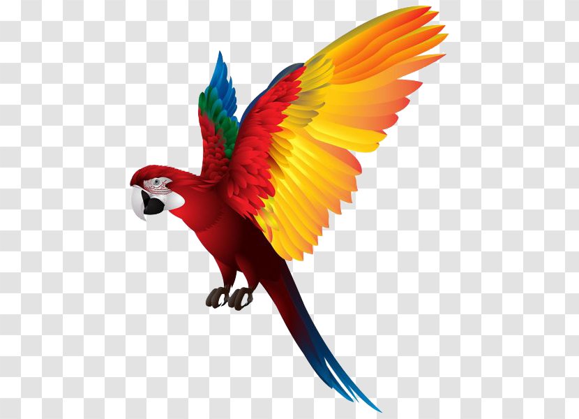 Parrots Of New Guinea Bird - Macaw - Parrot Transparent PNG