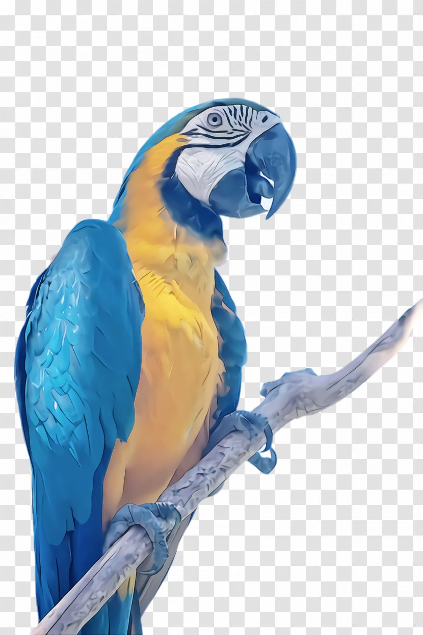 Feather - Bird - Parakeet Transparent PNG