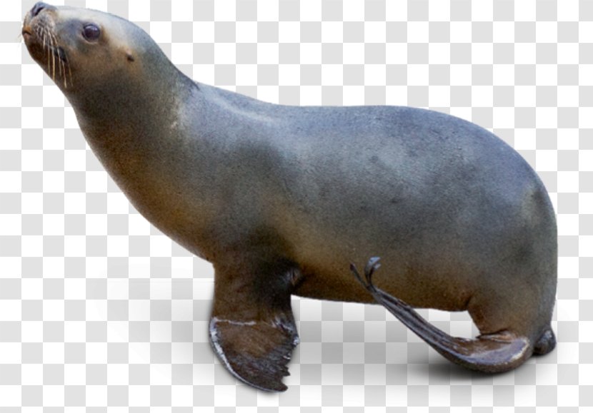 Seals And Sea Lions South American Lion Pinniped - Skin Transparent PNG
