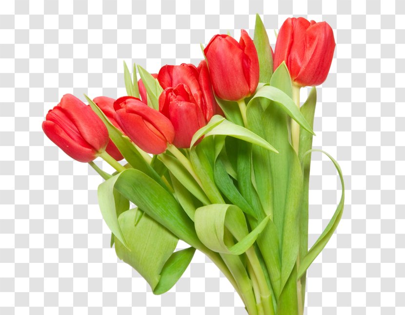Tulip Flower Bouquet Clip Art - Digital Image Transparent PNG
