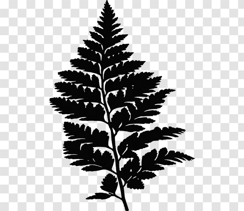 Christmas Fern Leaf Silhouette - Tree Transparent PNG