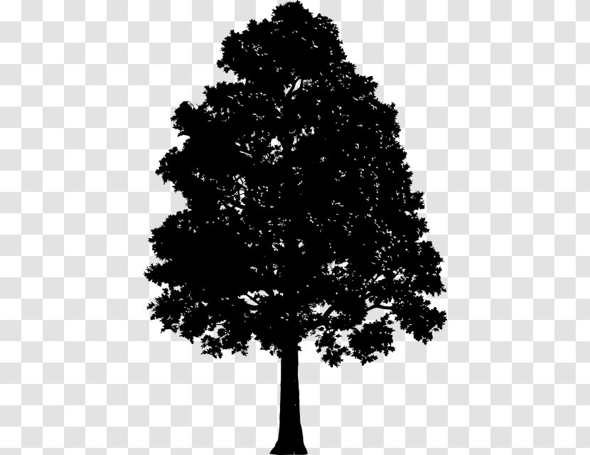 Tree Drawing Silhouette Clip Art - Conifer Transparent PNG