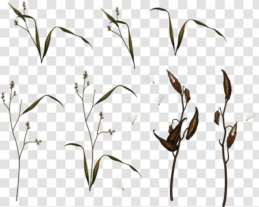 Plant Stem IFolder Drawing Clip Art - Grass Transparent PNG