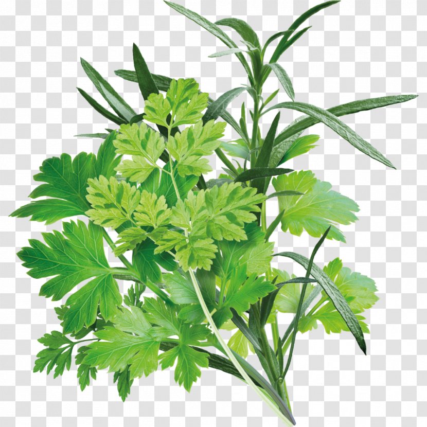 Cartoon Plane - Culantro - Heracleum Plant Herbal Transparent PNG