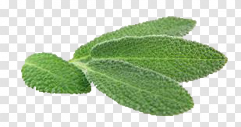 Herb Food Common Sage Seed Black Cumin - Herba Transparent PNG