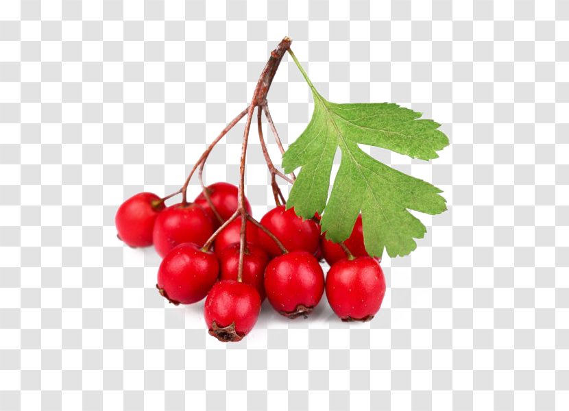 Sweet-Brier Rose Hip Berry Oil Tea - Cranberry Transparent PNG