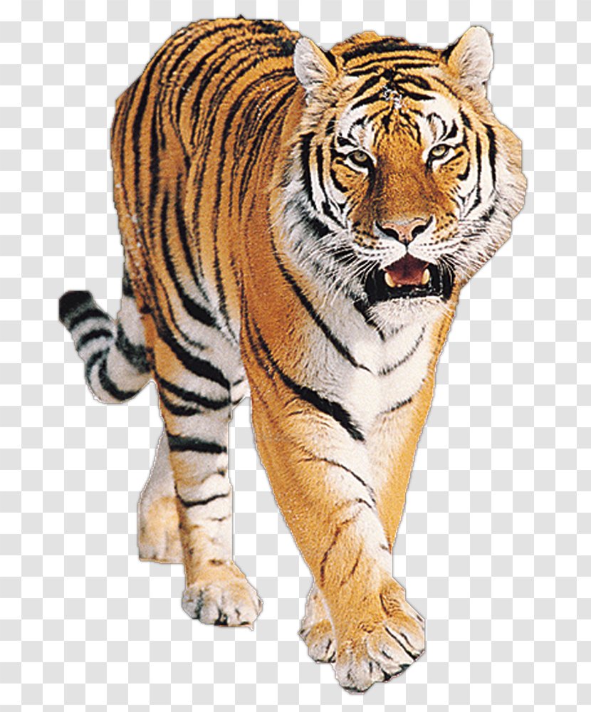 Siberian Tiger Bengal Big Cat Sumatran Lion - Cats Transparent PNG