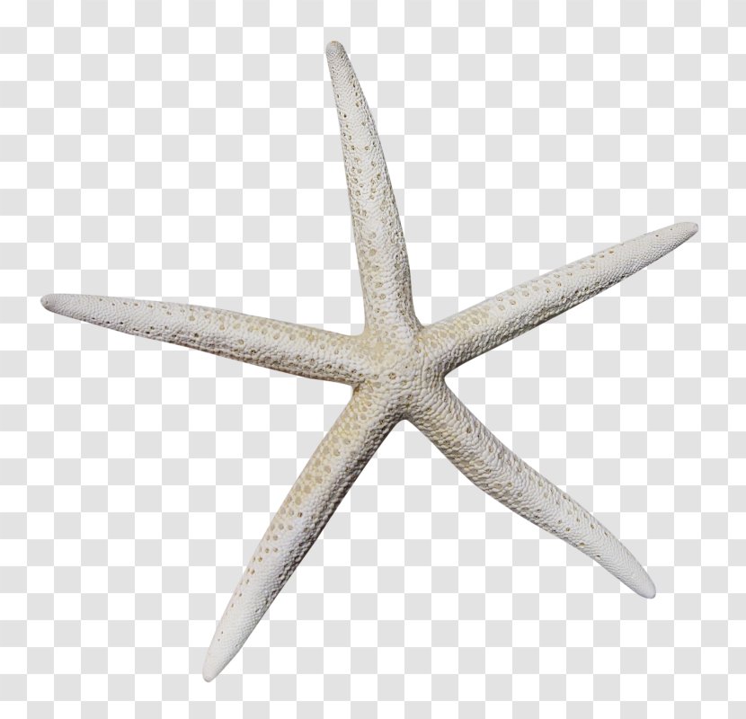 Starfish Marine Invertebrates Clip Art - Seashell Transparent PNG