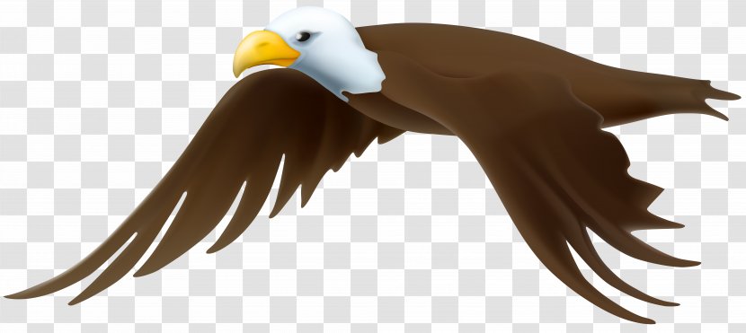 Beak Bird Clip Art - Bald Eagle - Golden Transparent PNG