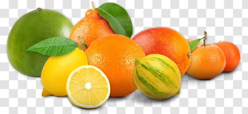 Clementine Limoneira Lemon Mandarin Orange Food - Winter Squash - Gourmet Crab Cakes Transparent PNG