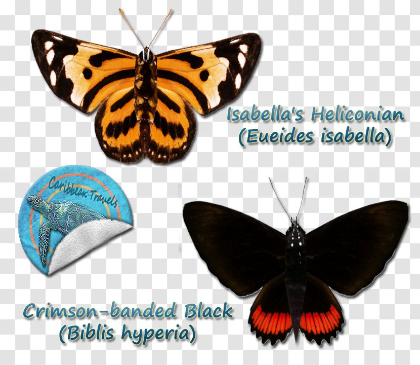 Brush-footed Butterflies Eueides Isabella Moth Gossamer-winged Butterfly - Wing Transparent PNG