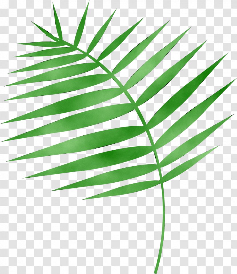 Palm Trees Plant Stem Grasses Line Leaf - Arecales Transparent PNG