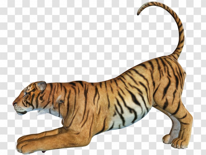 Bengal Tiger Hunting - Mammal - The Creeping Transparent PNG