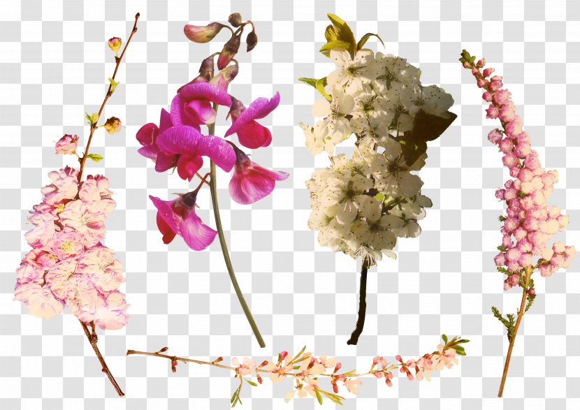Family Tree Design - Branch - Orchids Of The Philippines Orchid Transparent PNG