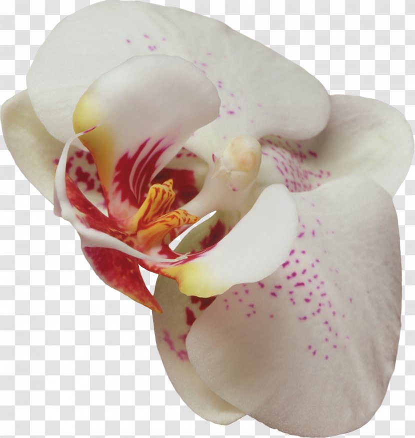 Cut Flowers Orchids Wall Iris Clip Art - Moth Orchid Transparent PNG