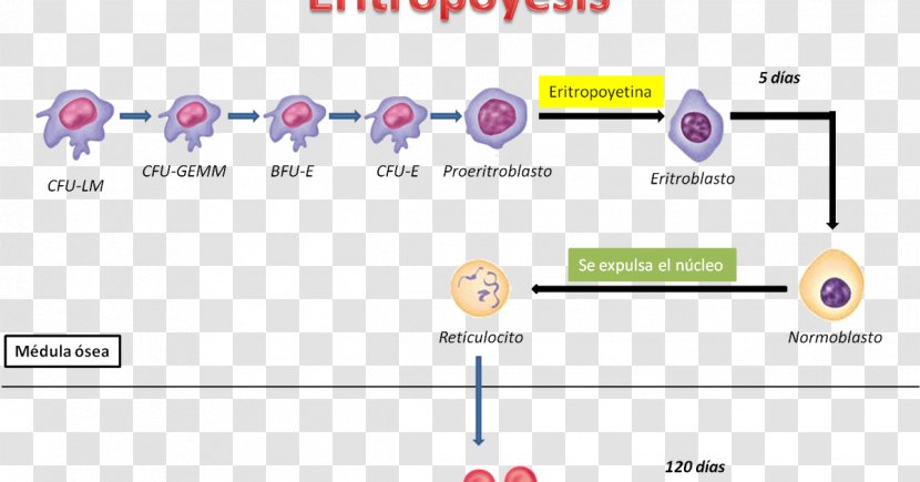 Haematopoiesis Erythropoiesis Human Physiology Blood Elementos Formes - Media Transparent PNG