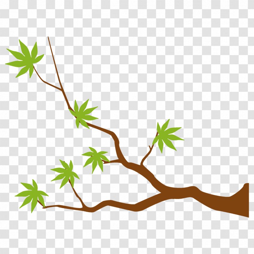 Maple Branch Leaves Tree - American Larch Twig Transparent PNG